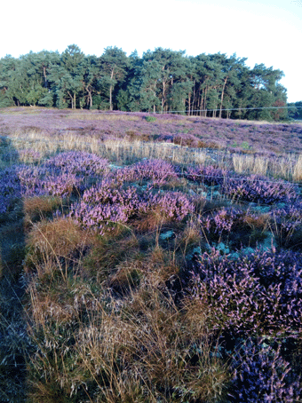 Lyng i blomst1